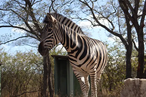 Zebra 4K Wallpaper · animals · 3840×2560