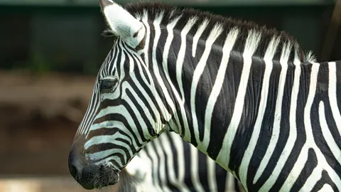Zebra 4K Wallpaper · animals · 3840×2161