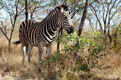 Zebra 4K Wallpaper · animals · 3840×2560