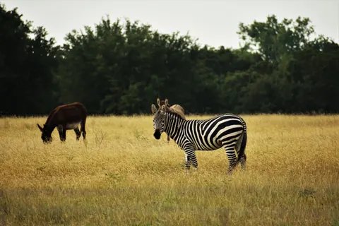 Zebra 4K Wallpaper · animals · 3840×2560