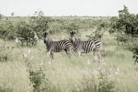 Zebra 4K Wallpaper · animals · 3840×2560