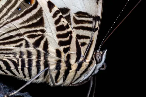Zebra 4K Wallpaper · animals · 3840×2560