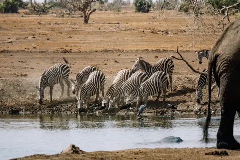 Zebra 4K Wallpaper · animals · 3840×2561