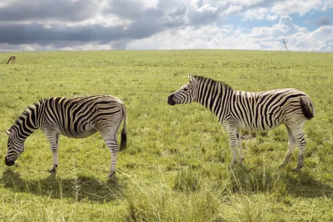 Zebra 4K Wallpaper · animals · 3840×2560