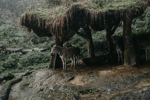 Zebra 4K Wallpaper · animals · 3840×2560