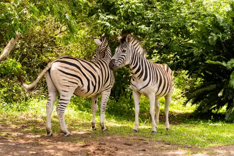 Zebra 4K Wallpaper · animals · 3840×2560