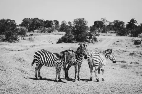 Zebra 4K Wallpaper · animals · 3840×2560