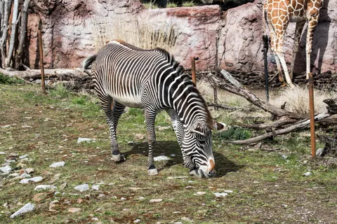 Zebra 4K Wallpaper · animals · 3840×2560
