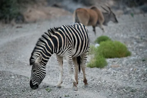 Zebra 4K Wallpaper · animals · 3840×2560