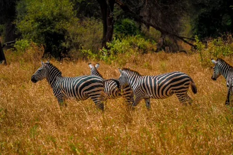 Zebra 4K Wallpaper · animals · 3840×2560