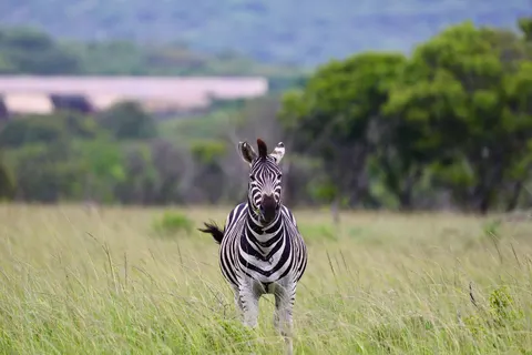 Zebra 4K Wallpaper · animals · 3840×2560