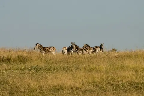 Zebra 4K Wallpaper · animals · 3840×2560
