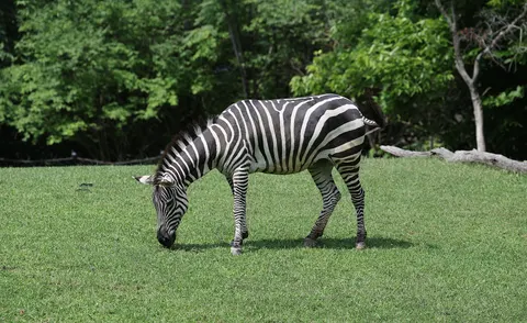 Zebra 4K Wallpaper · animals · 3840×2357