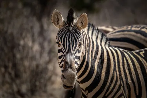 Zebra 4K Wallpaper · animals · 3840×2560