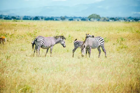 Zebra 4K Wallpaper · animals · 3840×2560