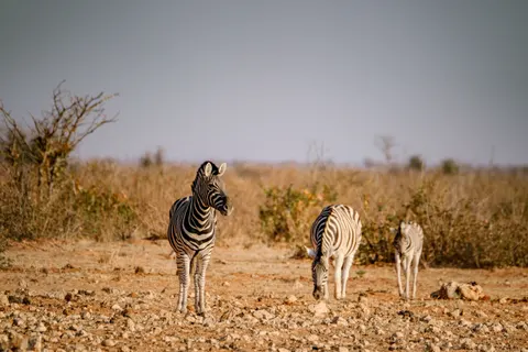 Zebra 4K-achtergrond · animals · 3840×2560