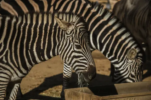 Sfondo Zebra 4K · animals · 3840×2560