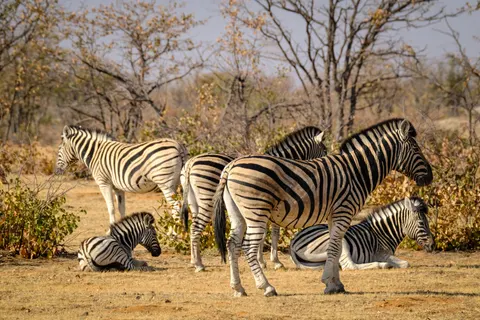 Hình nền Ngựa vằn 4K · animals · 3840×2560