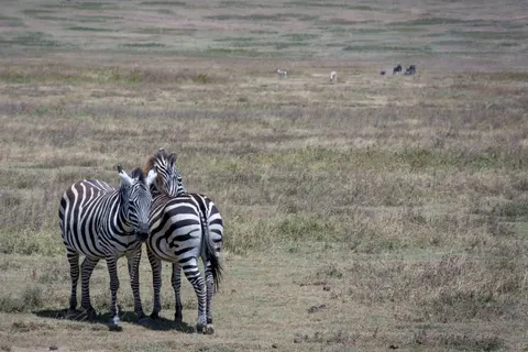 Zebra 4K Wallpaper · animals · 3840×2560