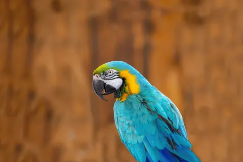 Macaw 4K Wallpaper · animals · 3840×2561