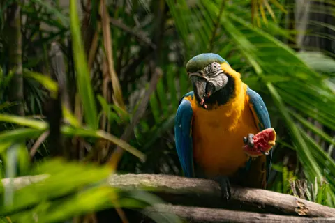 Macaw 4K Wallpaper · animals · 3840×2560