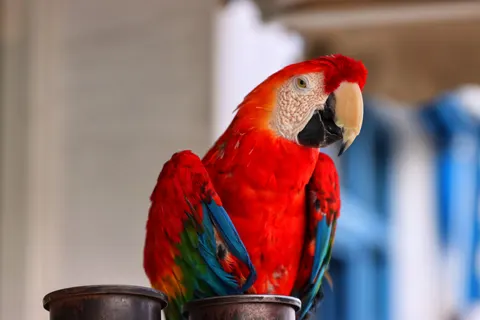 Macaw 4K Wallpaper · animals · 3840×2560