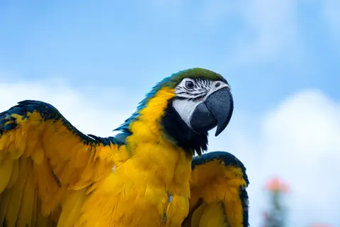 Macaw 4K Wallpaper · animals · 3840×2560