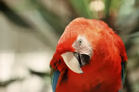 Macaw 4K Wallpaper · animals · 3840×2560
