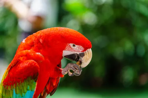 Macaw 4K Wallpaper · animals · 3840×2560