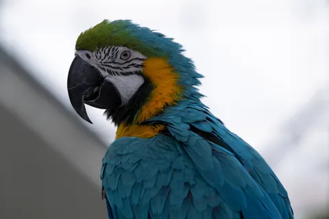 Macaw 4K Wallpaper · animals · 3840×2560