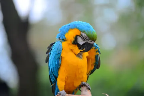 Ara 4K-achtergrond · animals · 3840×2563