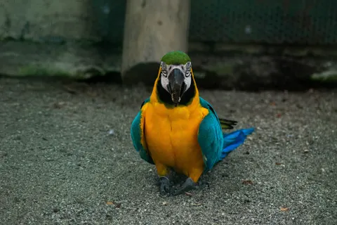 Macaw 4K Wallpaper · animals · 3840×2560