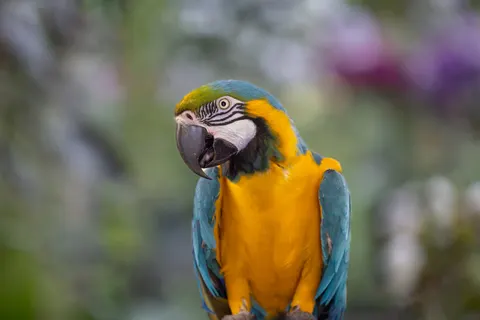 Macaw 4K Wallpaper · animals · 3840×2561