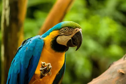 Macaw 4K Wallpaper · animals · 3840×2560