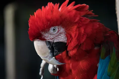 Macaw 4K Wallpaper · animals · 3840×2560