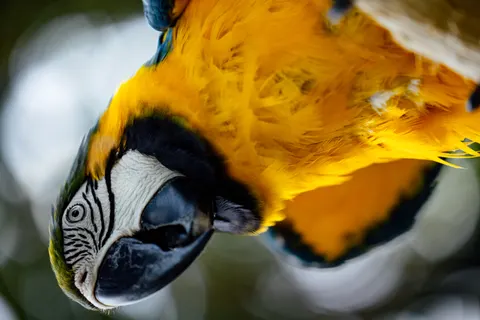 Macaw 4K Wallpaper · animals · 3840×2561