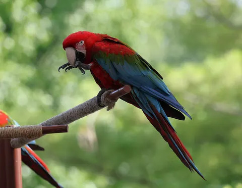 Macaw 4K Wallpaper · animals · 3840×2979
