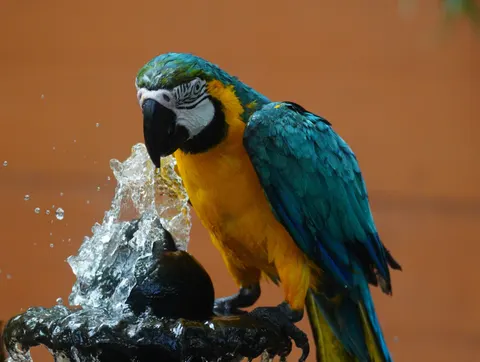 Macaw 4K Wallpaper · animals · 3840×2893