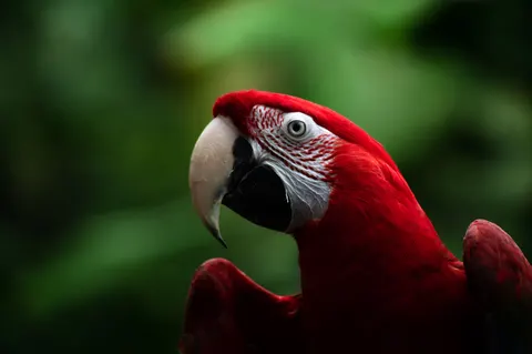 Macaw 4K Wallpaper · animals · 3840×2555