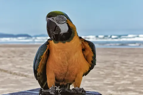 Macaw 4K Wallpaper · animals · 3840×2560