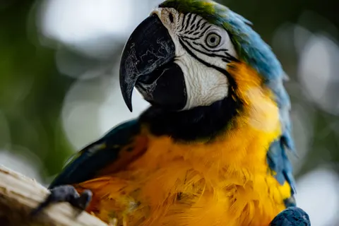 Macaw 4K Wallpaper · animals · 3840×2561