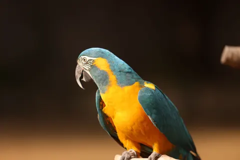Macaw 4K Wallpaper · animals · 3840×2561