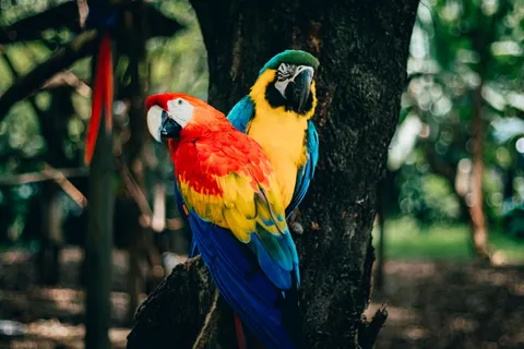 Macaw 4K Wallpaper · animals · 3840×2560
