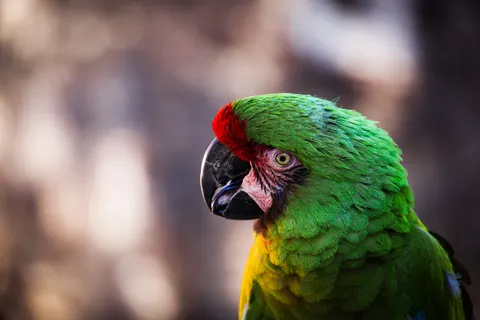 Macaw 4K Wallpaper · animals · 3840×2561