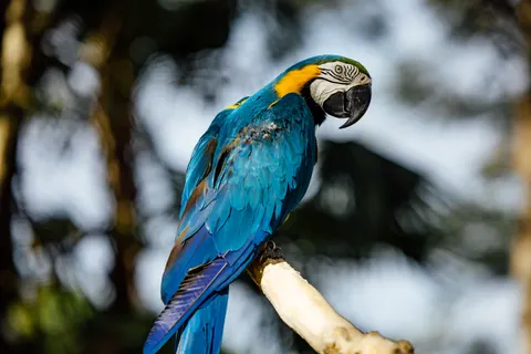 Macaw 4K Wallpaper · animals · 3840×2561