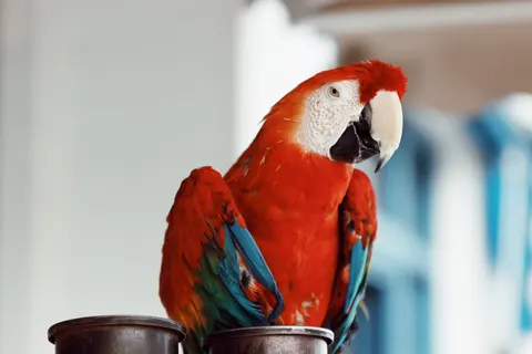 Macaw 4K Wallpaper · animals · 3840×2560