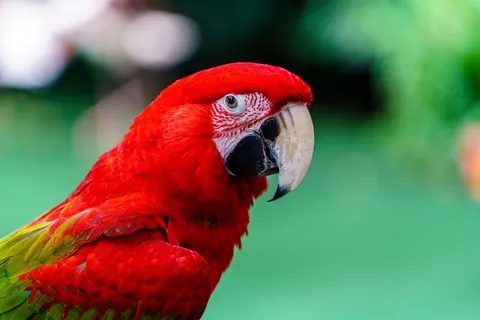 Macaw 4K Wallpaper · animals · 3840×2560