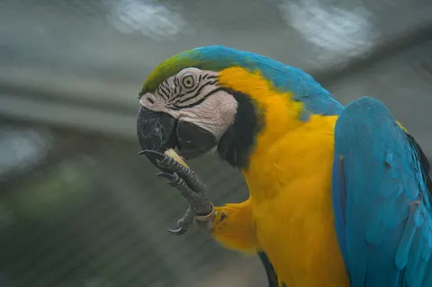 والپیپر طوطی ماکائو با کیفیت 4K · animals · 3840×2555
