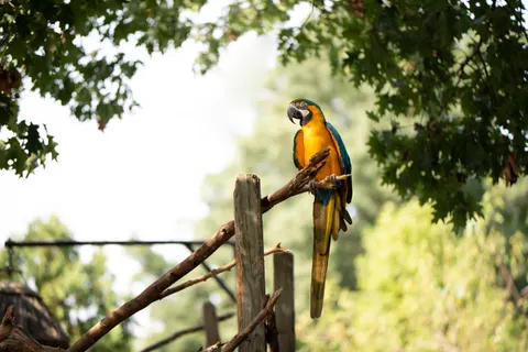 Macaw 4K Wallpaper · animals · 3840×2563