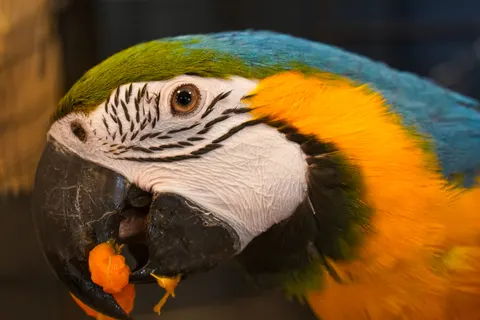 Macaw 4K Wallpaper · animals · 3840×2561